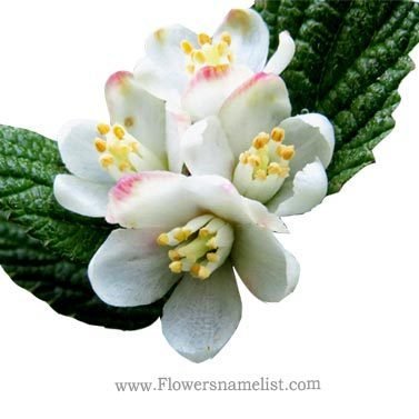 Jamesia americana MWax Flower
