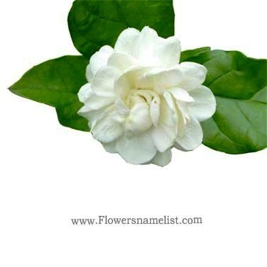 Jasmine Thai flower