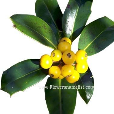 yellow fruited holly