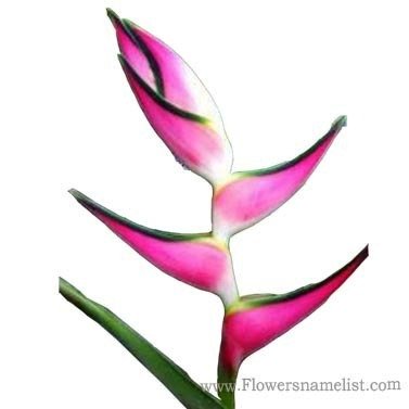 heliconia pink