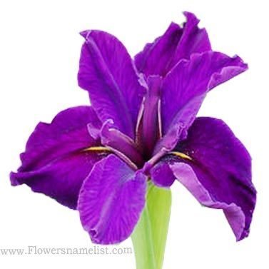 Amaryllis purple