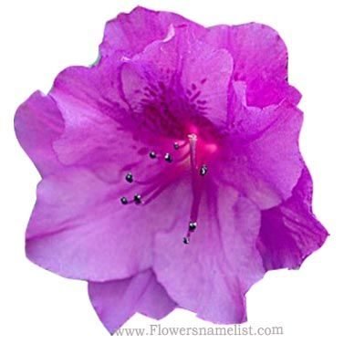 Azalea purple splendour