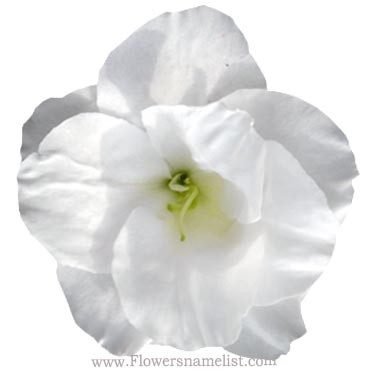 Azalea white