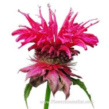 Bee Balm Red