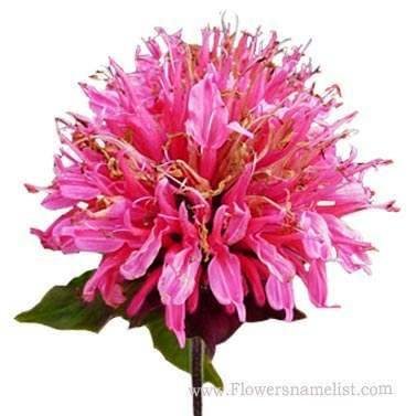 Bee Balm pink lace