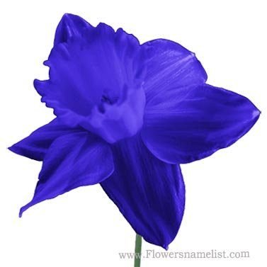 Blue Daffodil