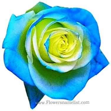 Blue and yellow rose