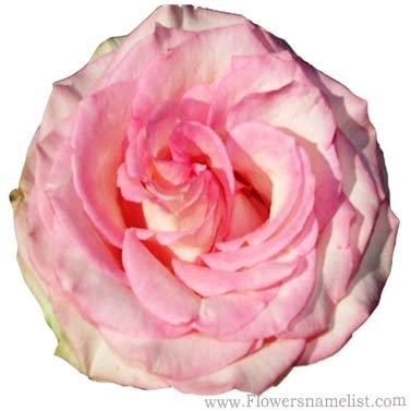 Cabbage Rose Pink