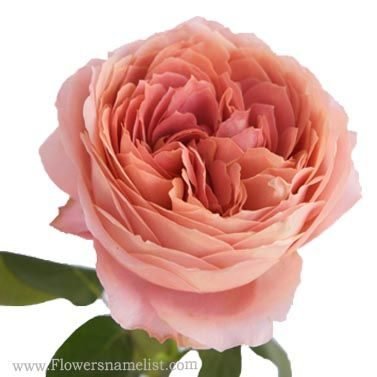 Cabbage Rose Shell Pink