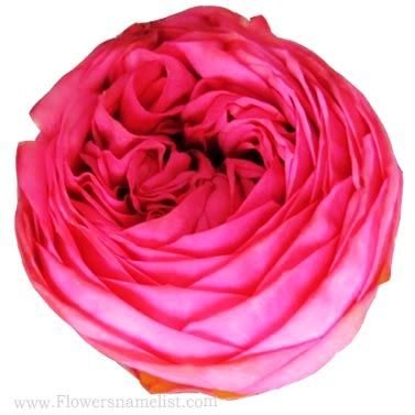 Cabbage red Rose