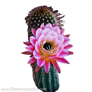 Cactus bicolour Flower