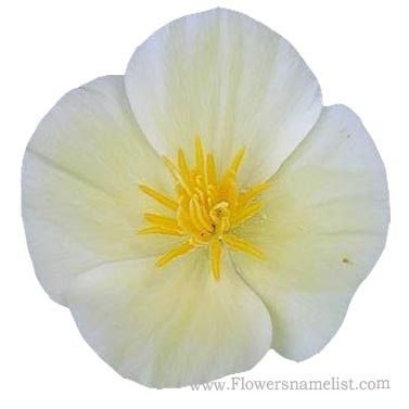 California Poppy 'White Linen'