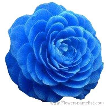 Camellia blue
