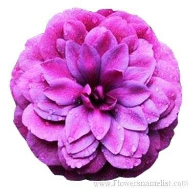 Camellia purple