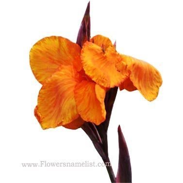 Canna Lily orange