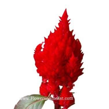 Celosia Red