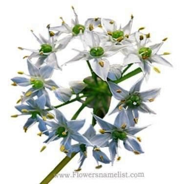Chives Garlic Allium tuberosum