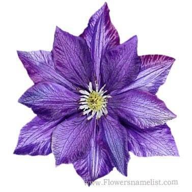 Clematis Purple
