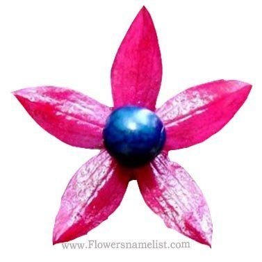 Clerodendrontric hotomum