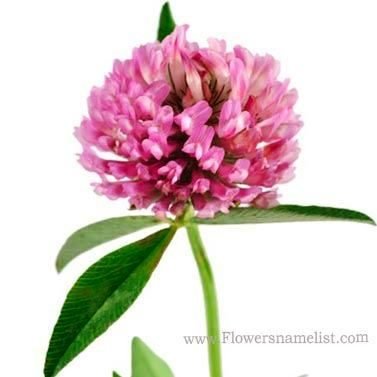 Clover Pink Flower