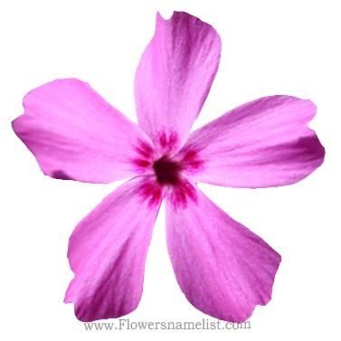 Creeping Phlox pink flower