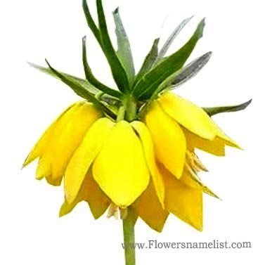 Crown Imperial Yellow