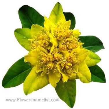 cyclamen-hederifolium-sowbread-flower