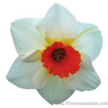 Daffodil Red Hill