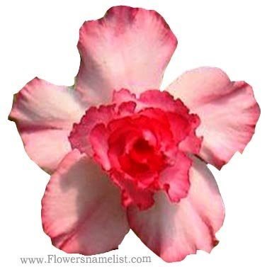 Desert Rose Rare hybrid