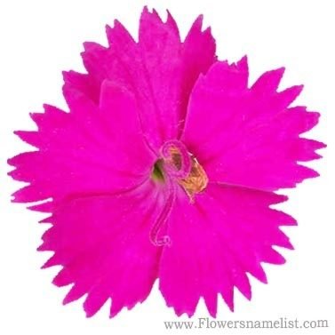 Dianthus Cheddar Pink