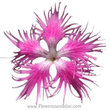 Dianthus superbus 'Primadonna' (fringed pinks)