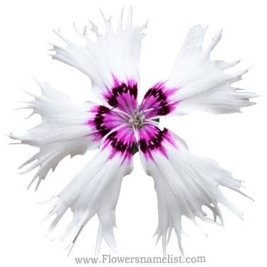 Dianthus superbus 'Primadonna' (fringed white)