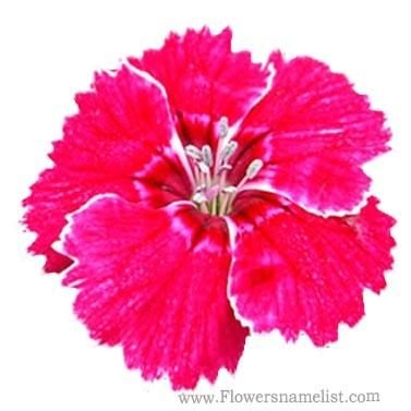 Dianthus sweet william flower