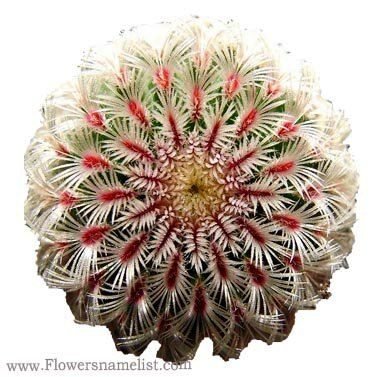 Echinocereus cactus