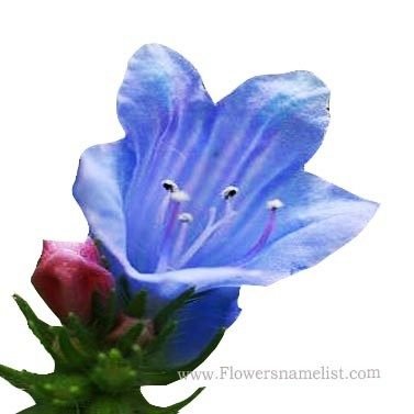 Echium vulgare 'Blue Bedder