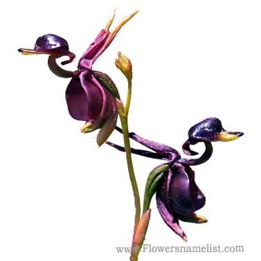 Flying Duck Orchid -Caleana Major