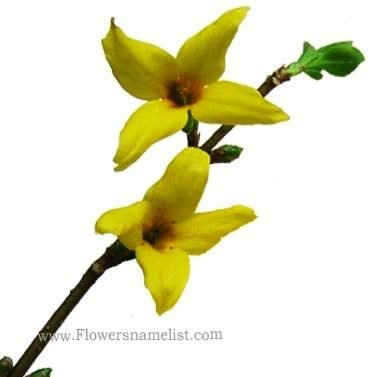 Forsythia Flower