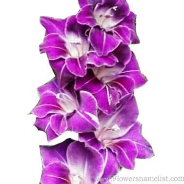 Gladiolus violetta
