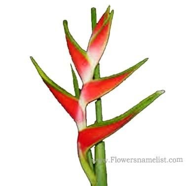 Heliconia Red Flower