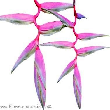 Heliconia Sexy Pink Hanging