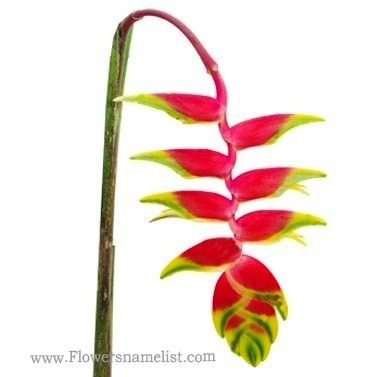Heliconia flor,Tropical
