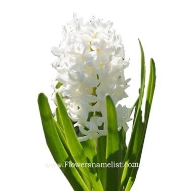 Hyacinth white