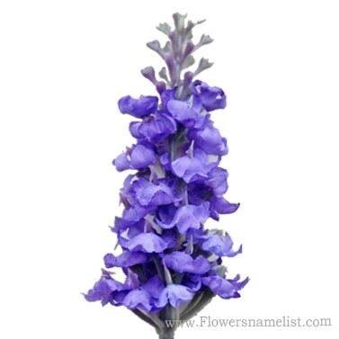 Lavender Silk Lilac