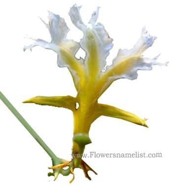 Lechenaultia divaricata flower