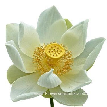 Lotus white