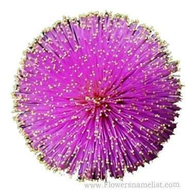 Mimosa purple flower