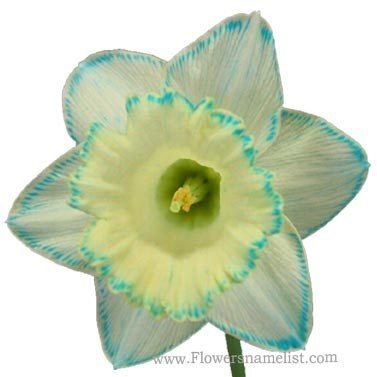 Narcissus blue