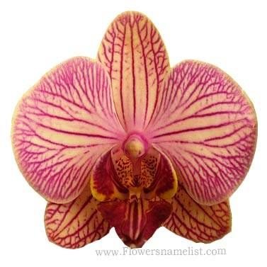 Orchid Phalaenopsis Yellow Red