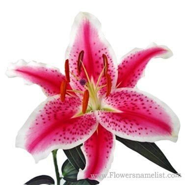 Oriental Lilies Starfighter Pink