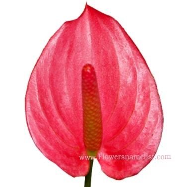 Peace Lily Red